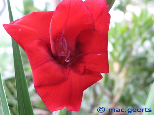 Gladiolus 'Sweet Shadow'